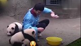 熊猫宝宝就是见人就抱，不管你乐不乐意，饲养员很无奈！