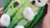 哈哈！这是啥造型呀！️️飘飘吧