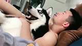 哈士奇：睡觉就睡觉，你“锁喉”就过分了吧！