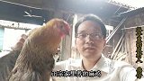 周末做一个水煮鸡，原汁原味，香浓四溢，小孩吃了又补身体