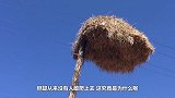 世界上最大的鸟巢，却从没有人敢爬上去！村民：去送死么？