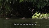 渔民发现水里有“水鬼”，拿船桨一戳，原来是这家伙！