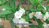 栀子花如何快速繁殖，家里有芦荟就行，分享我的经验和方法
