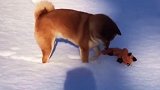 狗子第一次看见雪时的搞笑迷惑行为！
