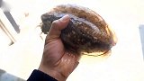 一条鲜活的乌贼，大厨几分钟制作成一道刺身，看着就馋人