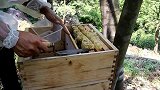 蜜蜂把蜂蜜都存满到箱盖上了，小伙把蜂巢蜜割下来慢慢品尝
