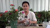 家里养花后，开始出现蜗牛和鼻涕虫，教你根治方法？
