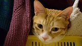 衣柜里长了只本土猫精灵，探头探脑还讨厌听外星语