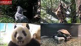 东京上野动物园里举办了一场视频会议，各方愉快地交流了意见！
