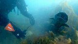 潜水奇遇 英国老夫妻水下割断鱼线解救被困鲨鱼