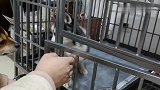 狗狗拆家被关笼子鬼哭狼嚎，心疼的男子把二哈抱怀里哄，好暖