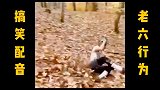 老外的满级操作，一天不操作浑身难受