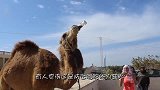 为什么渴死的骆驼千万不能碰？看完涨知识了！