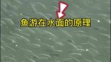 鱼游到水面的原因
