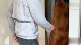 金毛轮胎去提款机取钱，遭到抢劫，轮胎智斗抢劫犯，机智化解危机