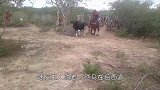 小伙给摩托车排气管接上喇叭，吓公牛一跳，公牛：这是人干的事吗
