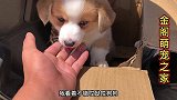 帮粉丝淘一只短腿柯基，三通大围脖开脸非常正完美品相，相当哇塞