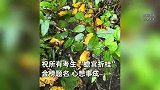 高考临近，男子丛林中偶遇金蟾群奋力“上岸”！通体金黄好似发光