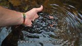 水蛭对血液有多敏感？男子下水“亲测”，结果太颠覆了！