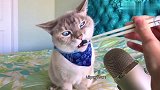 喜欢吃水果的猫咪，不常见，一颗蓝莓能舔上大半天！