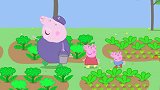 佩奇先要种一株草莓，却被猪爷爷拒绝了，这是为什么