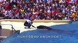 调皮的白鲸恶作剧，向小男孩吐了口水，下一秒大家憋住别笑！
