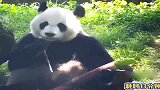 熊猫：谁能帮我看看，这根让我吃了13分钟的笋子，到底是有多长
