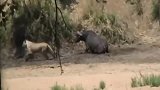 大象救了水牛，免受狮子攻击
