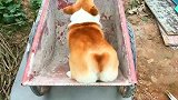 小奶狗的屁股真带劲啊！