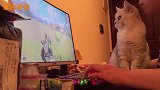 猫咪陪主人打游戏，最后居然被强吻，满脸懵圈