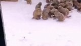 花果山景区大雪，猴子们冻得抱团全暖，连连大叫让人心疼！