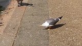 海鸥捕食假装晒太阳，下一秒鸽子上当了，动物间的套路也太深了！