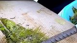 农村人的发财密码，掌握了这项技术成为富翁不是梦