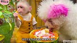 小猴子比比中了小狗的恶作剧，非但不生气还热情分享美味水果捞