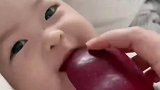 妈妈给9个半月宝宝吃果泥，谁料直接用两颗乳牙刮苹果