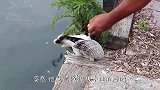 男子看见海鸥卡在岸边，本以为是天降大餐，下一秒连忙扔掉就跑！