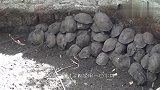为什么古代人挖水井,却在里面放一只乌龟,看完佩服古人的智慧
