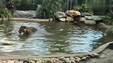 鳄鱼遇上猛虎，这下嚣张不起来了吧，鳄鱼遭殃了