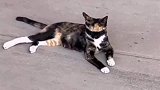特工猫咪意识很到位