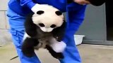 熊猫宝宝：人家可是国宝,不带你这样掸灰的