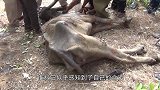 大肥猪逃跑，几名男子合力抓猪，结果摔了个“狗吃屎”！