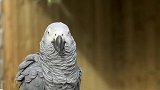 英国五只灰鹦鹉互教脏话骂游客 动物园：已隔离强制重新做“鸟”
