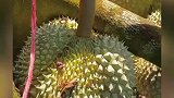 老树就是不一般，这样的果实
