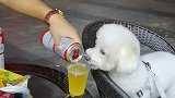 和狗子一起喝一杯的搞笑操作！