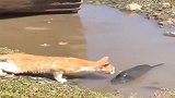 小奶猫的幸福时刻来了，居然有这么傻的鱼！
