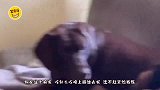 你们能不能好好吃饭，考虑一下单身狗的感受好吗？