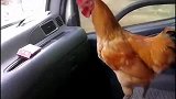 车里溜进一只鸡，晚上有鸡汤喝了！