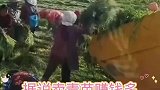 据说卖青苗赚钱多，还不用烧秸秆污染环境