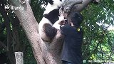 幸福的大熊猫，说实话我的生活质量不如他