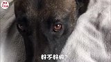 主人不带马犬出去玩，马犬跟金毛去干架，主人带着赔的狗粮接它俩